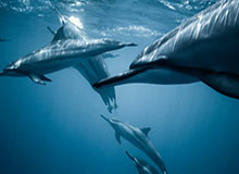 中国选手温瑞博战胜张本智和，晋级WTT重庆冠军赛男单决赛